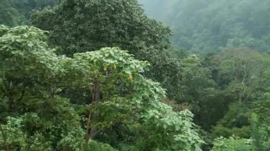 tropical forest landscape with little fog