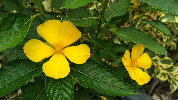 yellow yolanda or Turnera ulmifolia flowers that bloom in the morning