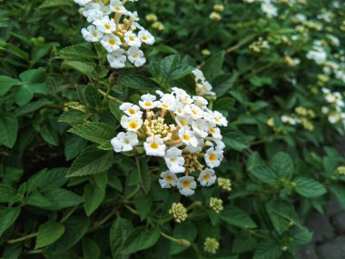 close up of chicken droppings or lantana urticoides flowers, the inner crown is hairy, white, pink, orange, yellow, and many other colors
