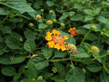 close up of chicken droppings or lantana urticoides flowers, the inner crown is hairy, white, pink, orange, yellow, and many other colors clipart