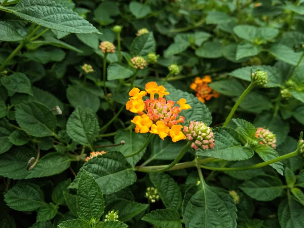 close up of chicken droppings or lantana urticoides flowers, the inner crown is hairy, white, pink, orange, yellow, and many other colors