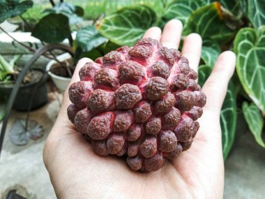 red srikaya fruit, has a specialty in the color of the fruit skin which is purplish red in color, contains polyphenol antioxidants and vitamin C