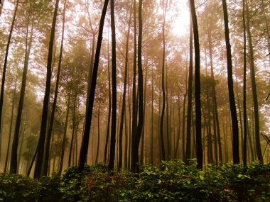 view of a pine forest in a tropical forest