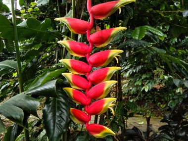 beautiful of False bird of paradise or Heliconia pendula plant