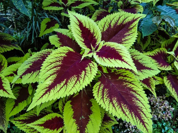 Mor kırmızı yapraklı ve nemli topraklarda büyüyen miana yaprakları veya Coleus atropurpureus