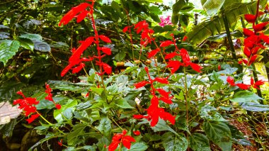 A flower bed of Salvia Splendens or Scarlet sage
