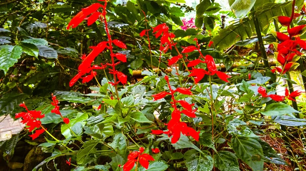 Salvia Splendens veya Scarlet adaçayı çiçeği.