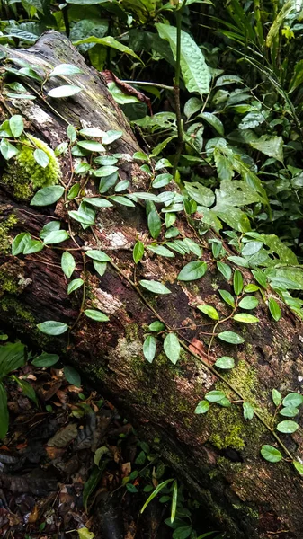 Спокойный Пейзаж Дерева Природы Тропическом Лесу — стоковое фото
