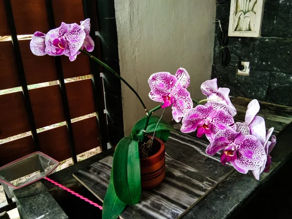 Луна Орхидеи Phalaenopsis Амабилис Белый Фиолетовый Садовом Столе — стоковое фото