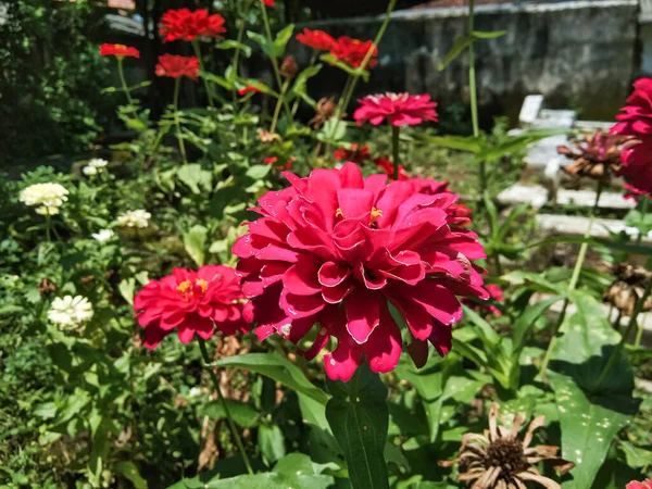 Rote Zinnia Blumen Blühen Tagsüber Einem Blumengarten — Stockfoto