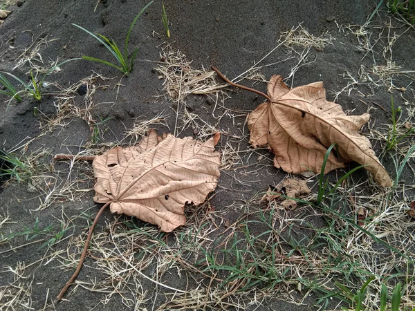 Сухие Листья Которые Падают Землю — стоковое фото
