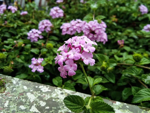 Lantana Montevidensis Kwiaty Kwitną Porze Deszczowej — Zdjęcie stockowe