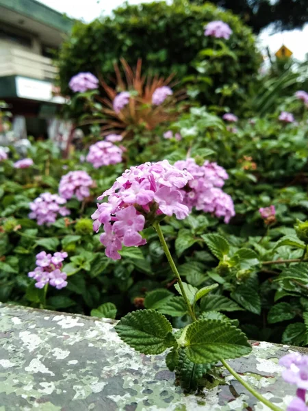 Lantana Montevidensis Blüht Der Regenzeit — Stockfoto