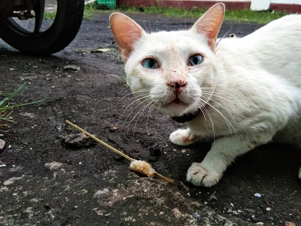 Kucing Bermata Putih Dengan Makanan Sate Tanah Yang Dimakan — Stok Foto