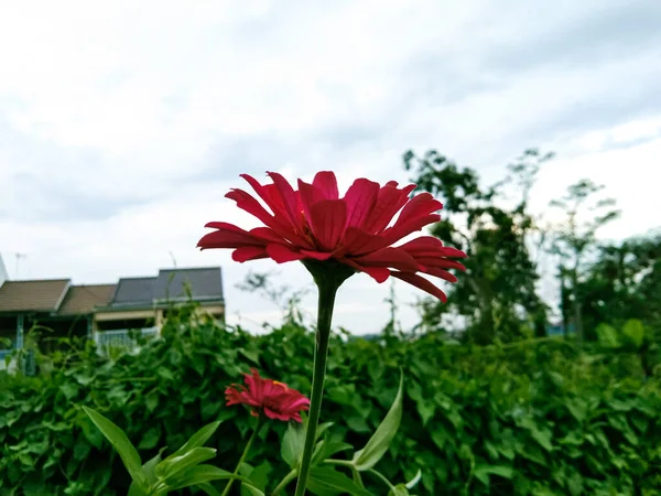 Una Flor Zinnia Roja Está Primer Plano Una Casa Cielo —  Fotos de Stock