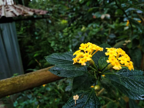 在高地生长新鲜的兰塔纳木瓜观赏植物 — 图库照片