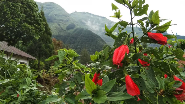 Hibiscus Guimauve Cire Avec Des Montagnes Arrière Plan — Photo