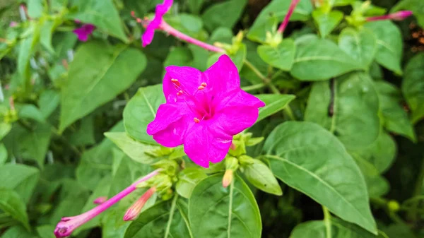 Nahaufnahme Von Mirabilis Jalapa Blume Bunga Pukul Empat Mirabilis Jalapa — Stockfoto