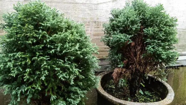 Вечнозеленые Декоративные Растения Горшках — стоковое фото