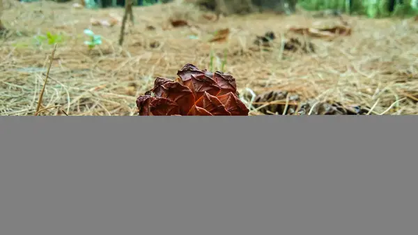 Kuru çam kozalakları yere düşer Kuru çam yapraklarıyla