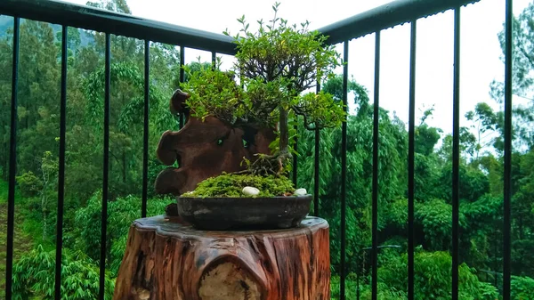 Bonsai plants in the corner of the fence make a great exterior decoration