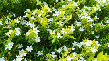 Cuphea rivularis, Ammania hyssopifolia veya Tayvan güzelliği, bu bitkinin gövdesi boyunca büyüyen küçük yaprakları vardır. Bu bitki aynı zamanda çeşitli çiçek renklerine sahiptir. Bu bitki 30-50 cm kadar büyüyebilir.