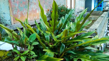 Philodendron ev bitkisinin fotoğrafını kapat