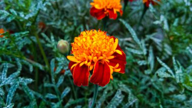 Bu çiçeğe Marigold denir, kırmızı renk çok çarpıcıdır, serin sıcaklıklarda çok güzel büyür..
