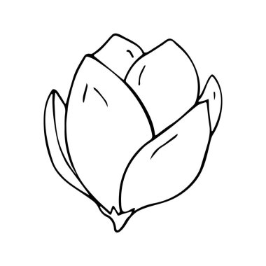 Beyaz arka planda el çizimi çiçek. Bir sıra çiçek çizimi. Ana hatlarıyla botanik öğesi. Vektör illüstrasyonu