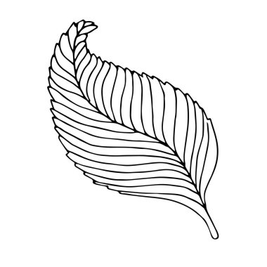 Beyaz arka planda elle çizilmiş yaprak. Bir sıra çiçek çizimi. Ana hatlarıyla botanik öğesi. Vektör illüstrasyonu