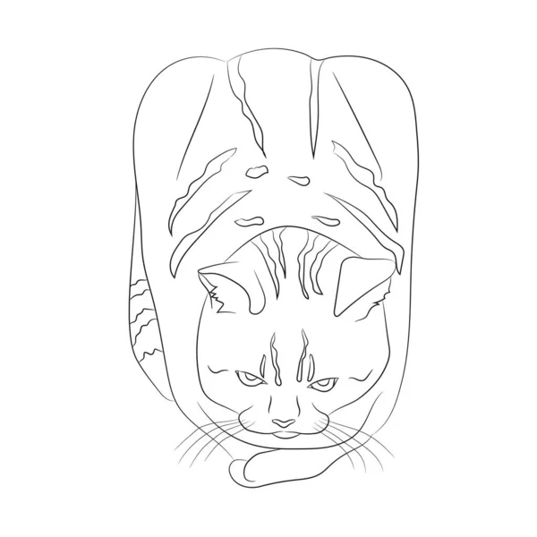 Рука Намальована Таббі Кішка Позі Хліба Ізольована Білому Тлі Милий — стоковий вектор