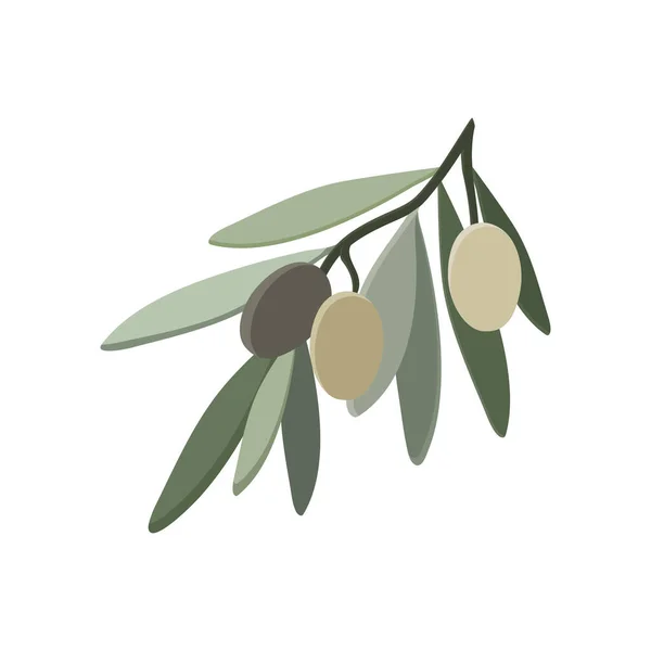 Оливкова Гілка Листям Ізольовано Білому Тлі Векторні Ілюстрації — стоковий вектор