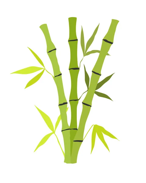 Handritade Bambustjälkar Och Blad Botanisk Illustration Isolerad Vit Bakgrund Vektorkonst — Stock vektor