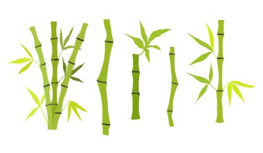Elle çizilmiş bambu ağacı sapı ve yaprakları. Beyaz arka planda izole edilmiş bir bambu ağacı seti. Vektör illüstrasyonu