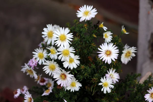 Beautiful Flowers Garden — Stock Photo, Image