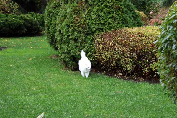 公園の白い猫 — ストック写真