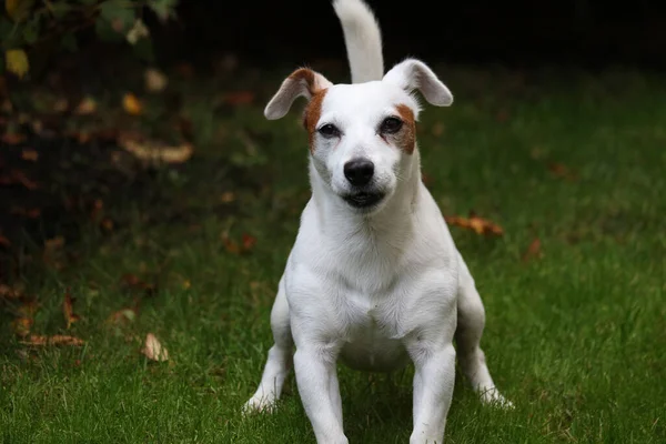 Jack Russell Terrier Pies Parku — Zdjęcie stockowe