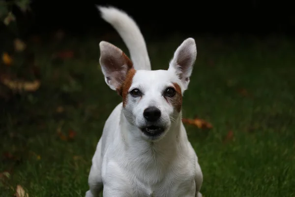 Jack Russell Terrier Cão Com Folhas Verdes Prado — Fotografia de Stock