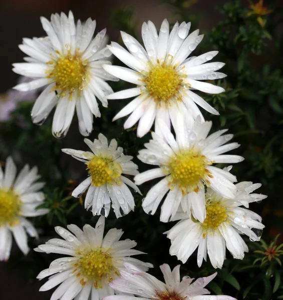 stock image white daisy flowers in the garden