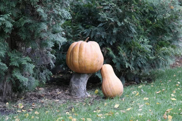 Abóbora Halloween Prado Jardim — Fotografia de Stock