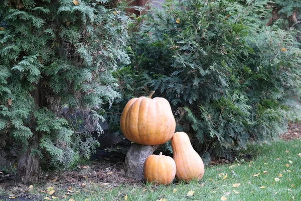 Kürbisse Garten Halloween — Stockfoto