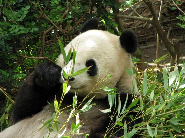Óriás Panda Japán Állatkertben — Stock Fotó