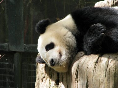 Hayvanat bahçesindeki dev panda.