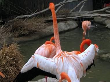 Güzel beyaz pelikan ve flamingo hayvanat bahçesinde