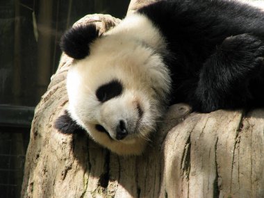 dev panda bambu yiyor.