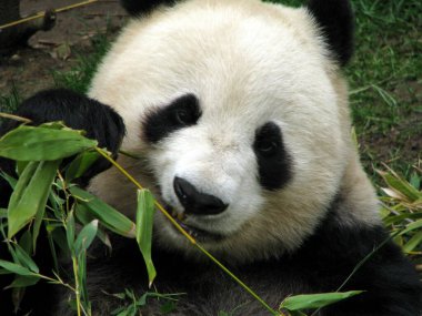 Panda parkta bambu yiyor.
