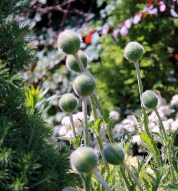 Güzel botanik fotoğrafı, doğal duvar kağıdı.