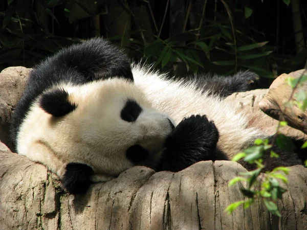 Panda Negro Fondo Hierba Verde — Foto de Stock