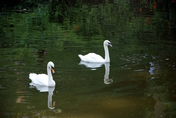 Белый Лебедь Плавает Озере — стоковое фото