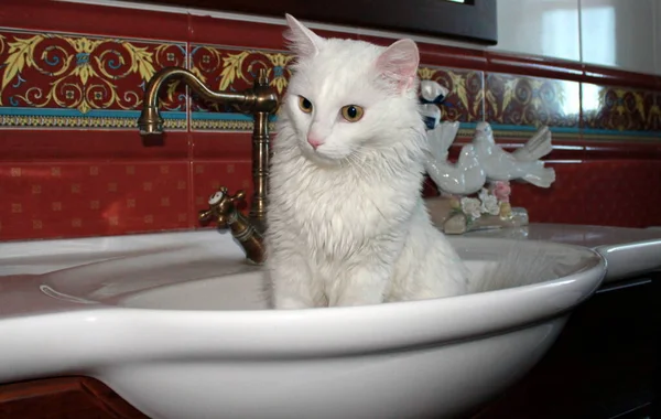 Gato Branco Banheiro — Fotografia de Stock